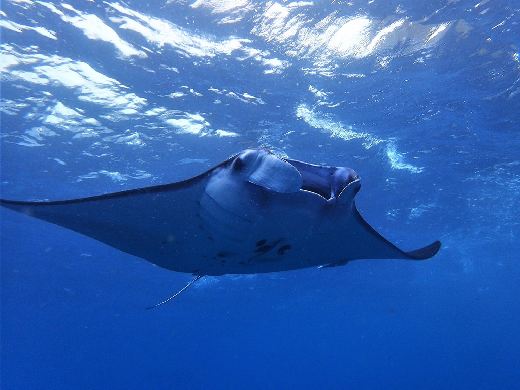 Nusa Penida Manta Ray Snorkelling