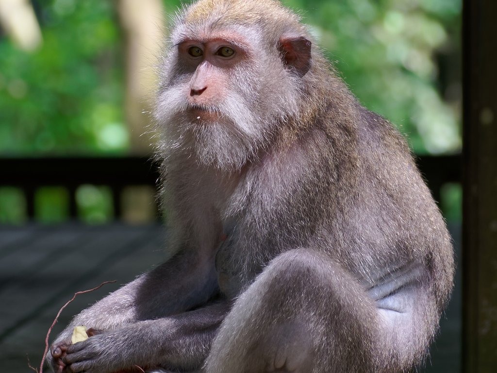Sacred Monkey Forest Sanctuary