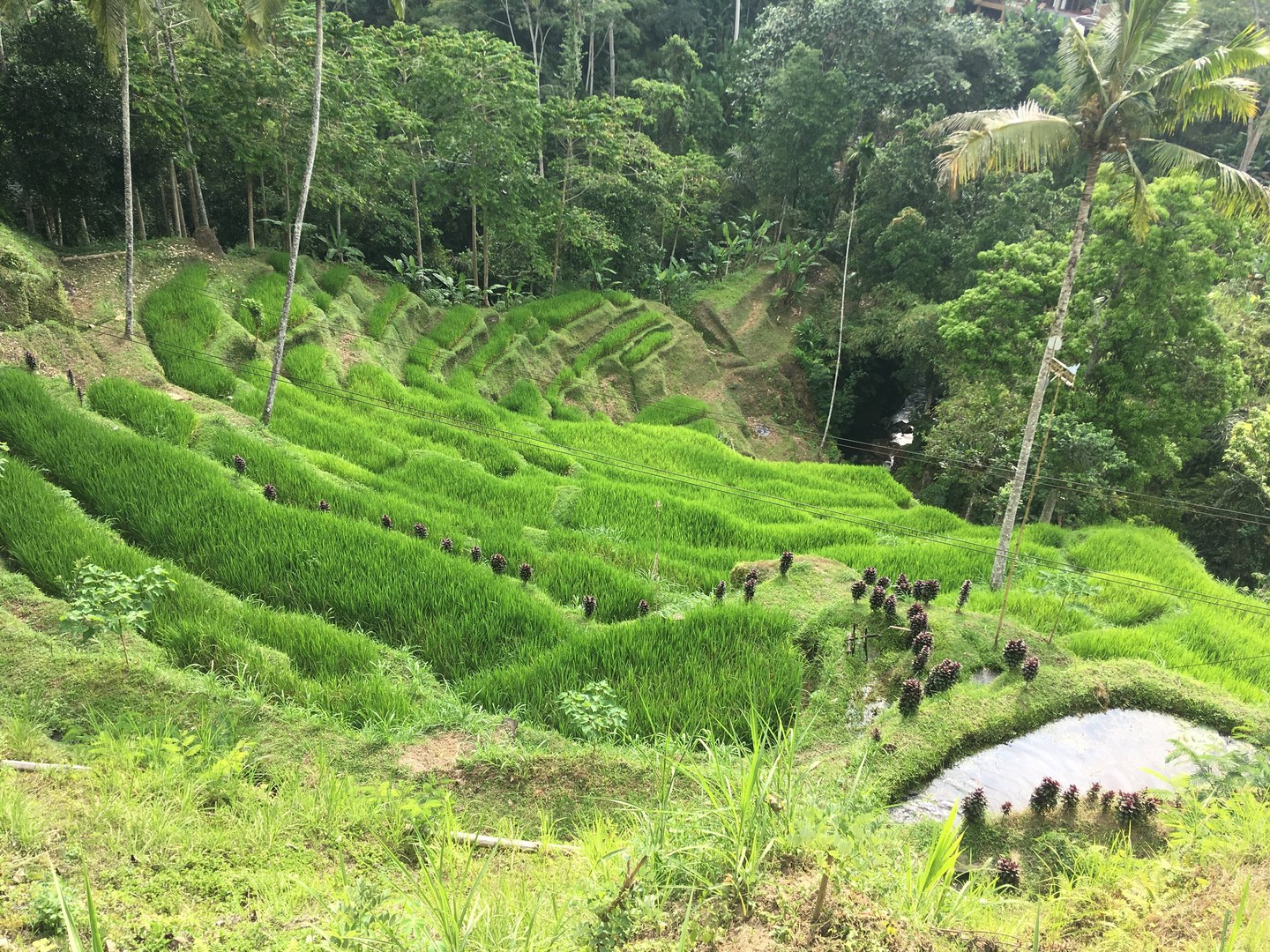 Tegallalang Rice Terraces