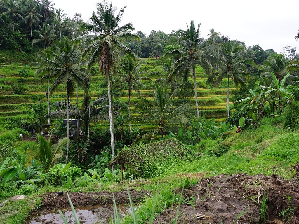 Ubud Rice Terraces, Temples & Waterfall